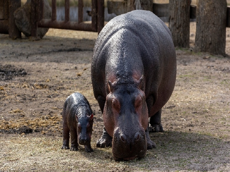 试管保贝保险试管费用怎么算做试管会生几个